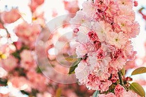 Spring background with flowering Japanese oriental cherry sakura blossom, pink buds with soft sunlight, soft focus