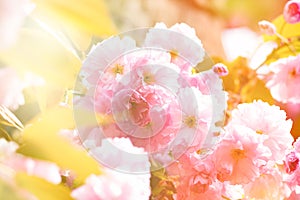 Spring background with flowering Japanese oriental cherry sakura blossom, pink buds with soft sunlight, soft focus