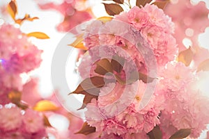 Spring background with flowering Japanese oriental cherry sakura blossom, pink buds with soft sunlight, soft focus