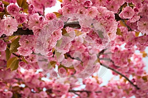 Spring background with flowering Japanese oriental cherry sakura blossom, pink buds with soft sunlight, soft focus