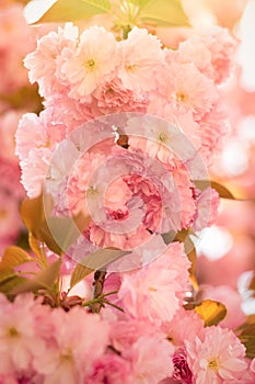 Spring background with flowering Japanese oriental cherry sakura blossom, pink buds with soft sunlight, soft focus