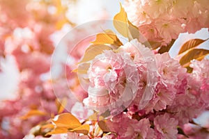 Spring background with flowering Japanese oriental cherry sakura blossom, pink buds with soft sunlight, soft focus