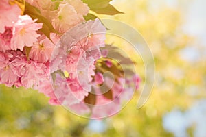 Spring background with flowering Japanese oriental cherry sakura blossom, pink buds with soft sunlight, soft focus