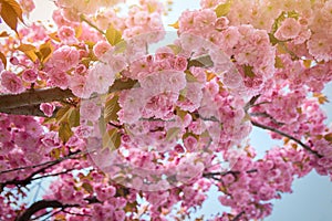 Spring background with flowering Japanese oriental cherry sakura blossom, pink buds with soft sunlight, soft focus