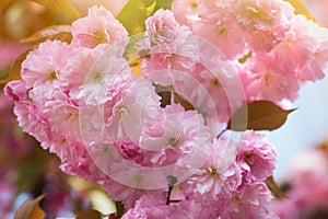 Spring background with flowering Japanese oriental cherry sakura blossom, pink buds with soft sunlight, soft focus