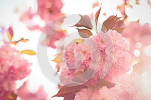 Spring background with flowering Japanese oriental cherry sakura blossom, pink buds with soft sunlight, soft focus