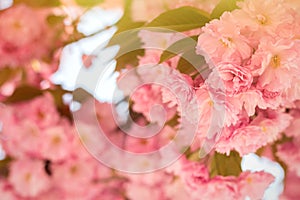 Spring background with flowering Japanese oriental cherry sakura blossom, pink buds with soft sunlight, soft focus