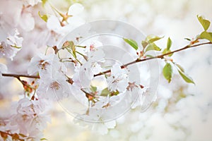 Spring background with flowering Japanese oriental cherry sakura blossom, pink buds with soft sunlight, soft focus