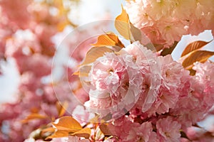 Spring background with flowering Japanese oriental cherry sakura blossom, pink buds with soft sunlight, soft focus