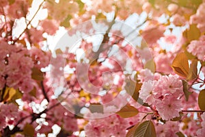 Spring background with flowering Japanese oriental cherry sakura blossom, pink buds with soft sunlight, soft focus