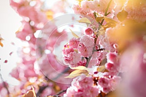Spring background with flowering Japanese oriental cherry sakura blossom, pink buds with soft sunlight, soft focus