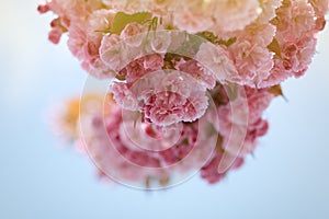 Spring background with flowering Japanese oriental cherry sakura blossom, pink buds with soft sunlight, soft focus