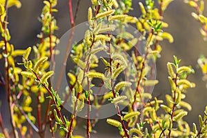Spring background with flowering willow branches. Willow branches with catkins