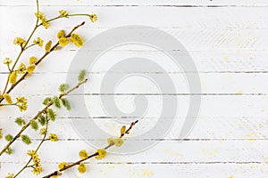 Spring background of flowering willow twigs and dogwood on white wooden background