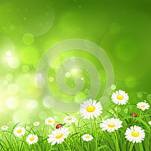 Spring background with flowers