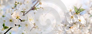 Spring background with flowers cherries in bright sunlight in light colors, panorama