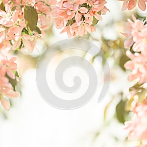 Spring background, flowers frame in peach fuzz color and white copy space.