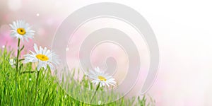 Spring Background with Flowers and Grass