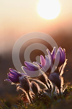Spring background with flowers in meadow. Pasque Flower (Pulsatilla grandis).