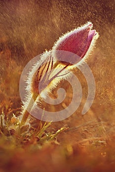 Spring background with flowers in meadow. Pasque Flower (Pulsatilla grandis).