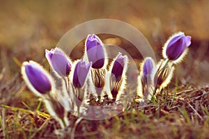 Spring background with flowers in meadow. Pasque Flower (Pulsatilla grandis).