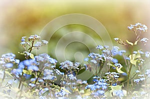 spring background, forget-me-not flowers in spring in the park, little blue flowers bloom