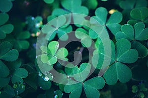 Spring background frame, Green clover leaf isolated for background. with three-leaved shamrock . photo