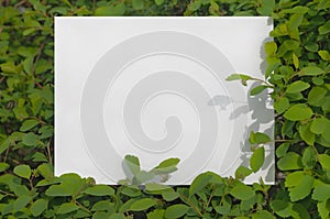 Spring background with frame. Green leaves and paper for greeting text.