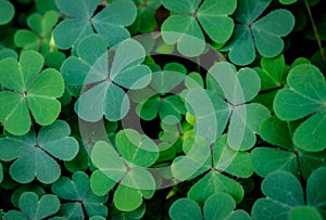 Spring background frame. Lucky Irish Four Leaf Clover. Green background with three-leaved shamrocks. St. Patrick`s day holiday sym