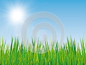 Spring background with grass texture, blue sky and sunshine