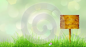 Spring background with green grass