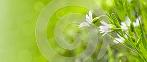 Spring background with green grass and tender white flowers. Fresh greenery and wildflowers in sunny forest. Banner with