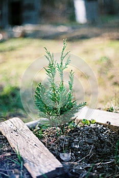 Spring background with green Thuja