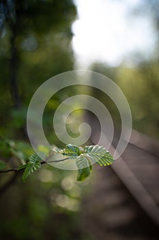 Spring background, green tree leaves on blurred background