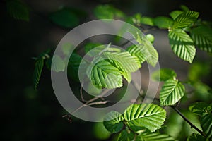 Spring background, green tree leaves on blurred background