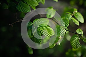 Spring background, green tree leaves on blurred background