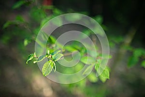 Spring background, green tree leaves on blurred background