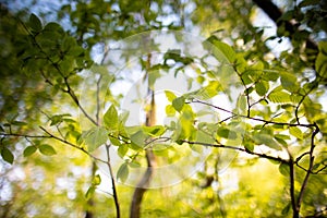 Spring background, green tree leaves on blurred background