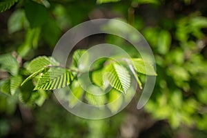 Spring background, green tree leaves on blurred background