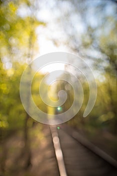 Spring background, green tree leaves on blurred background