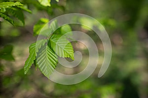 Spring background, green tree leaves on blurred background