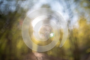 Spring background, green tree leaves on blurred background