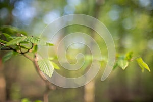 Spring background, green tree leaves on blurred background