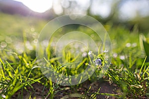 Spring background, green tree leaves on blurred background