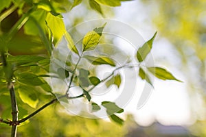 Spring background, green tree leaves on blurred background