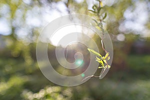 Spring background, green tree leaves on blurred background