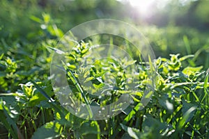 Spring background, green tree leaves on blurred background