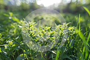 Spring background, green tree leaves on blurred background