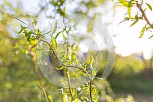 Spring background, green tree leaves on blurred background