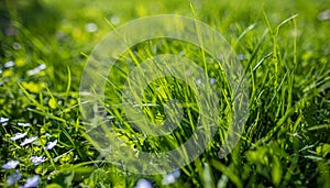 Spring background, green tree leaves on blurred background